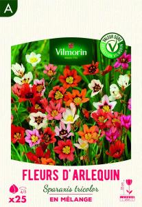 Fleurs d'Arlequin Sparaxis Tricolor en Mélange (x25)